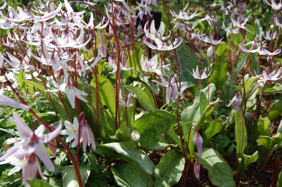 Кандык похож на хосту