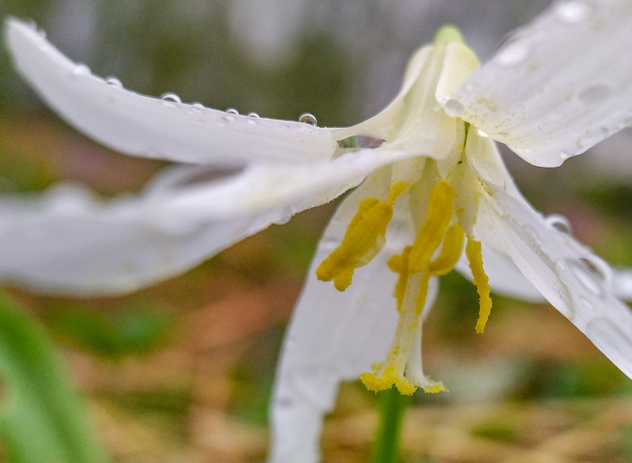 Holland Bulbs эритрониум Кондо