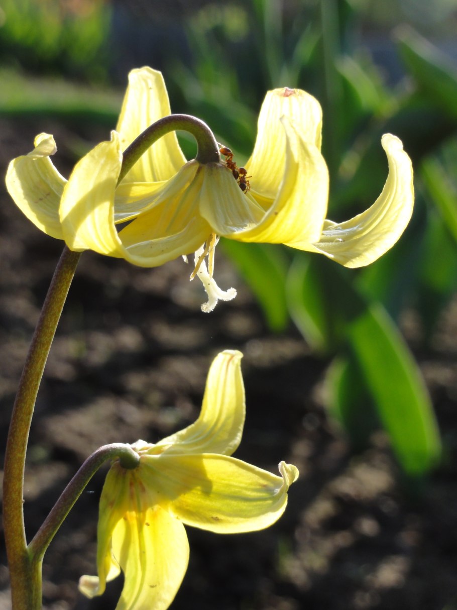 Кандык (Erythronium)
