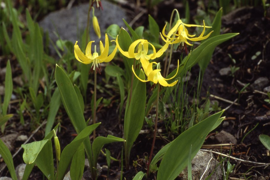 Charmer Кандык