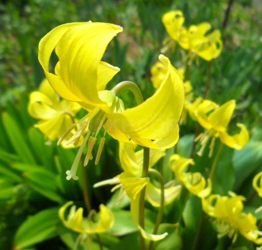 Кандык туолумнийский