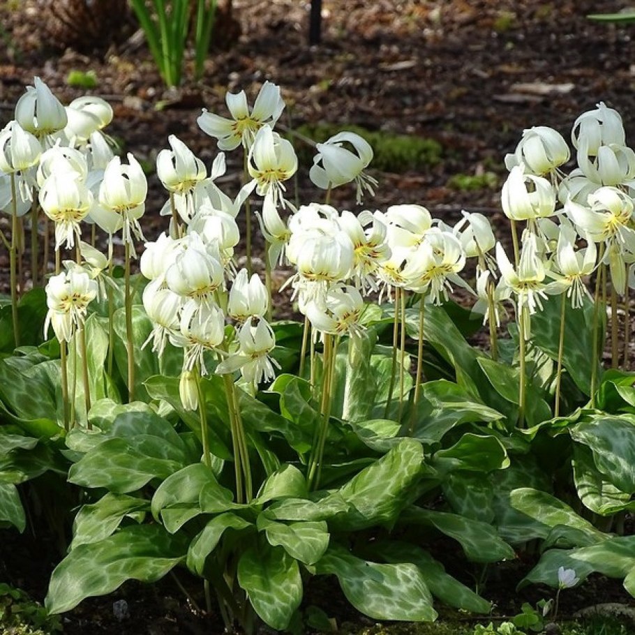 Erythronium americanum