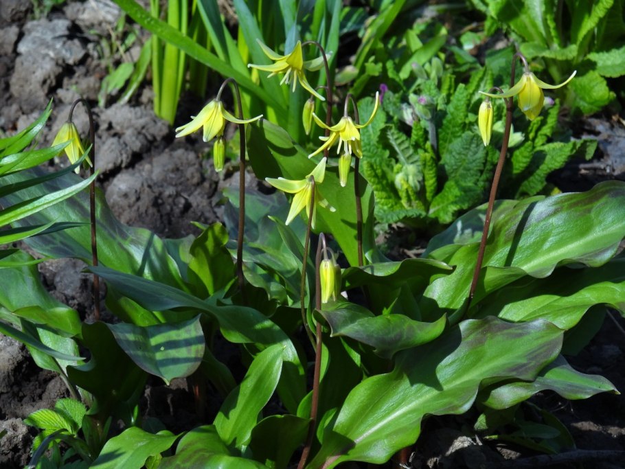 Кандык гибридный