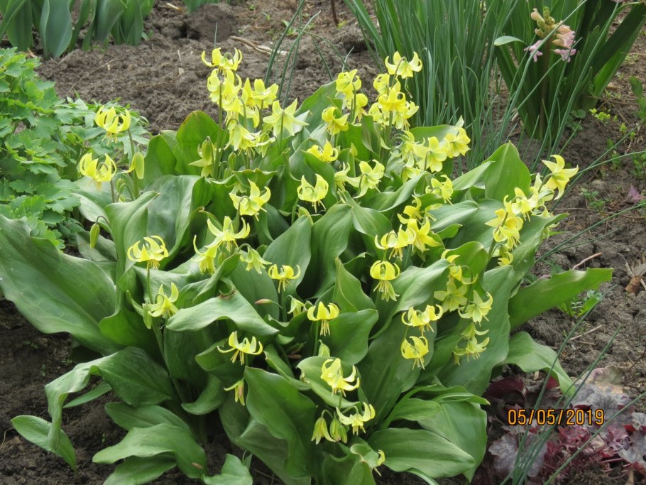 Кандык туолумнийский пагода