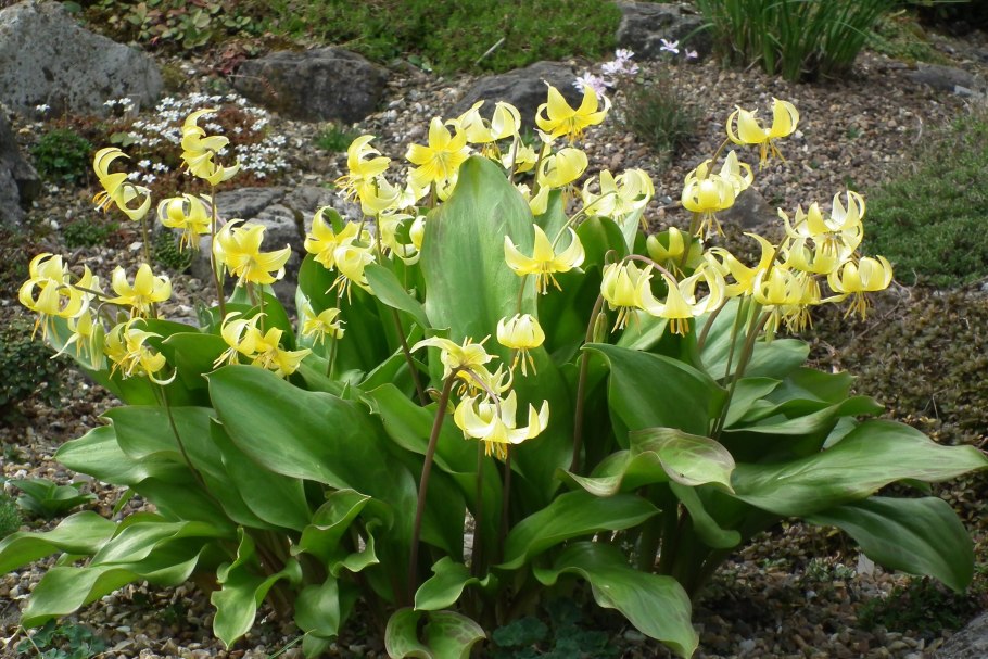Кандык (Erythronium)