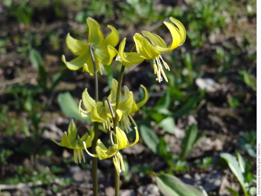 Кандык гибридный Pagoda