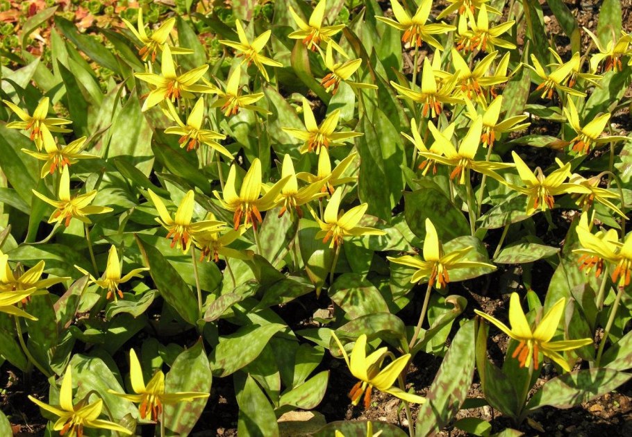 Кандык Европейский