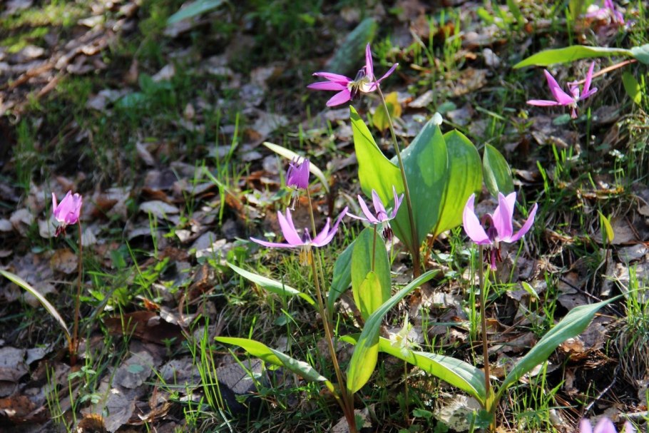 Кандык Лилак Вондер
