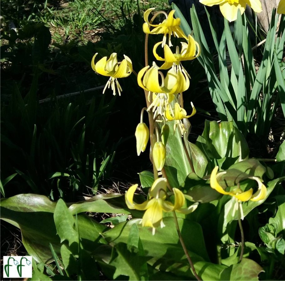 Кандык Сибирский луковица