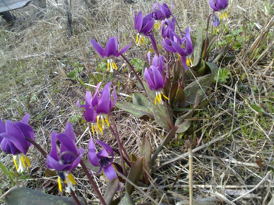 Кандык (Erythronium)