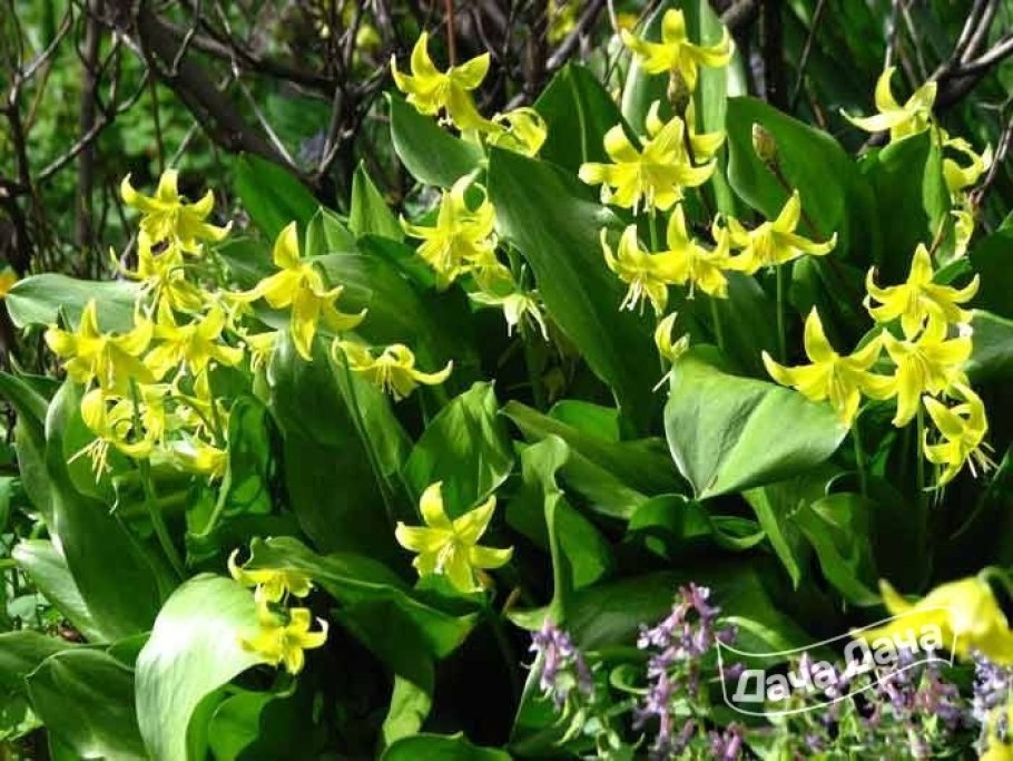 Кандык дэнс Канис