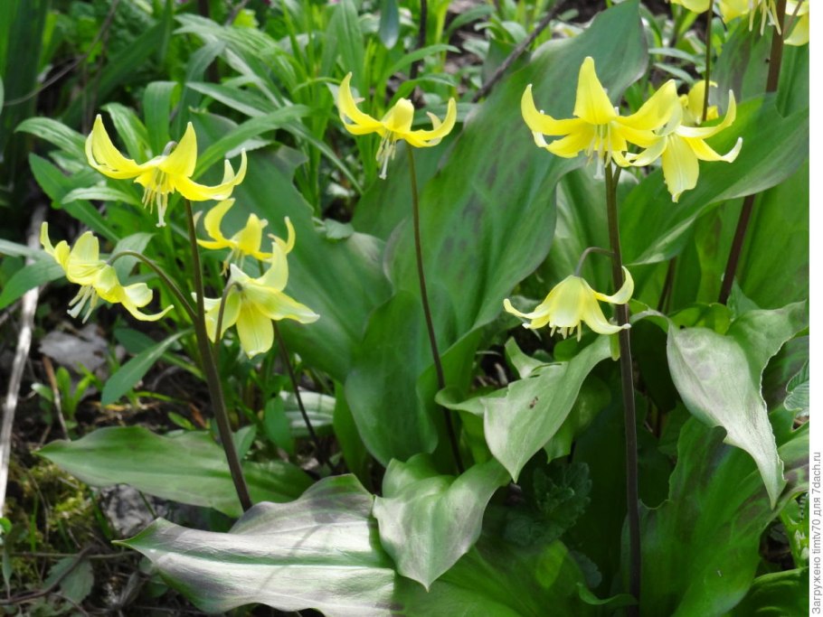 Кандык гибридный Pagoda