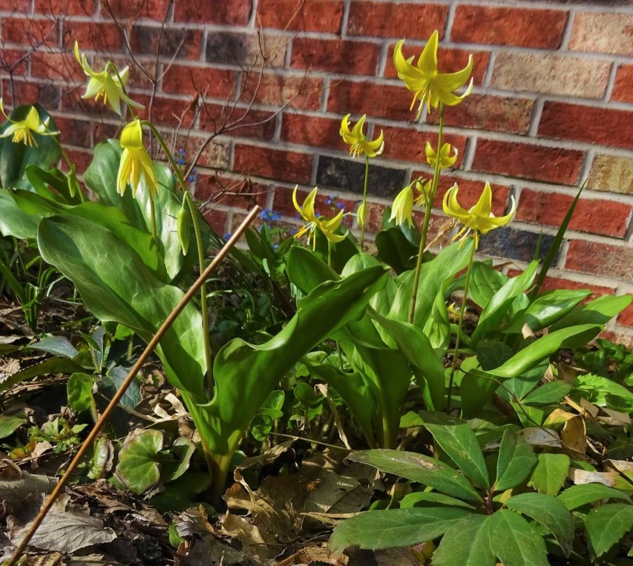 Эритрониум Кондо