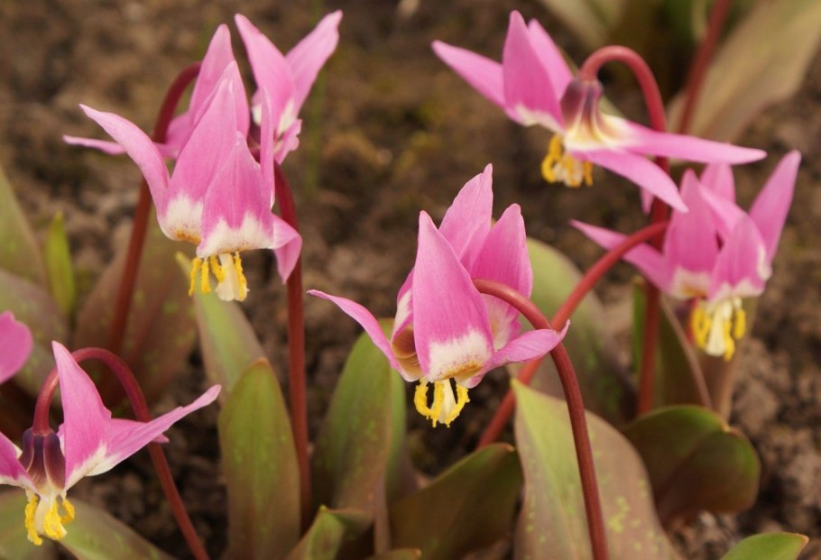 Кандык американский