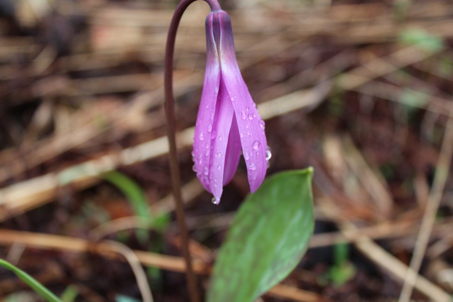 Кандык Сибирский белый