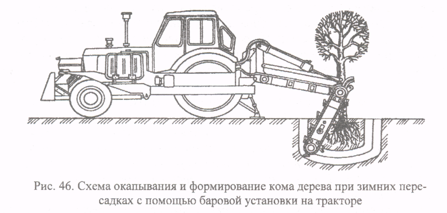 Схема посадки крупномерных деревьев с комом