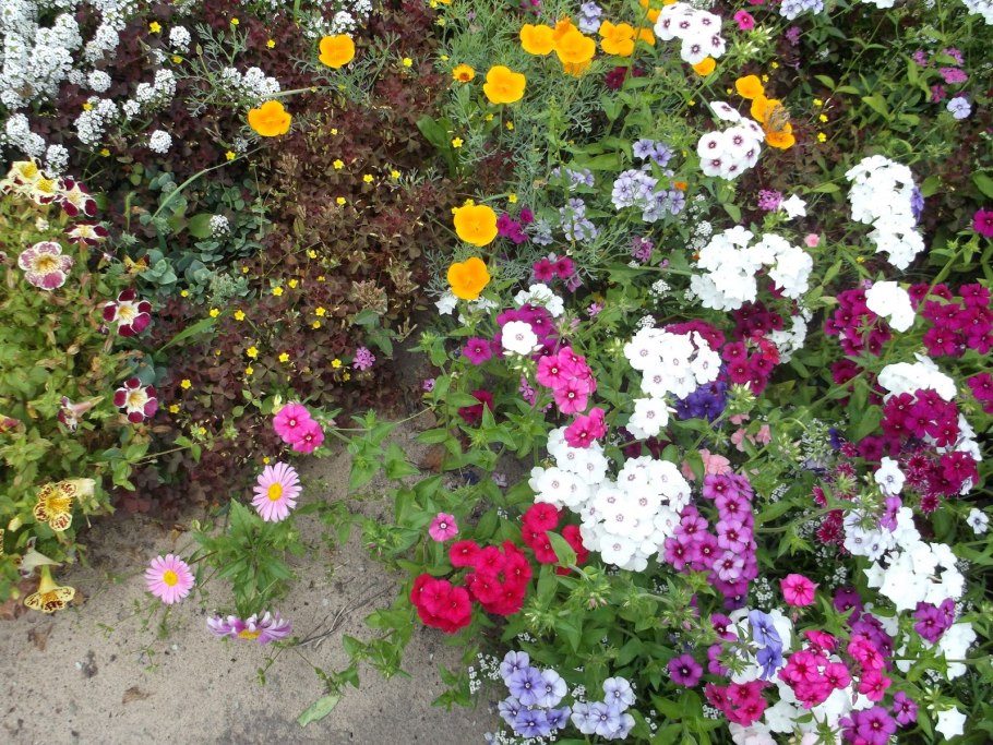 Однолетники цветы Флоксы