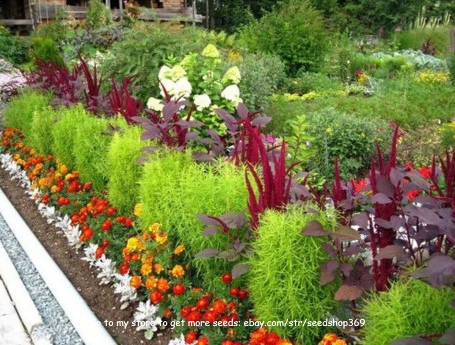 Кохия летний Кипарис на клумбе