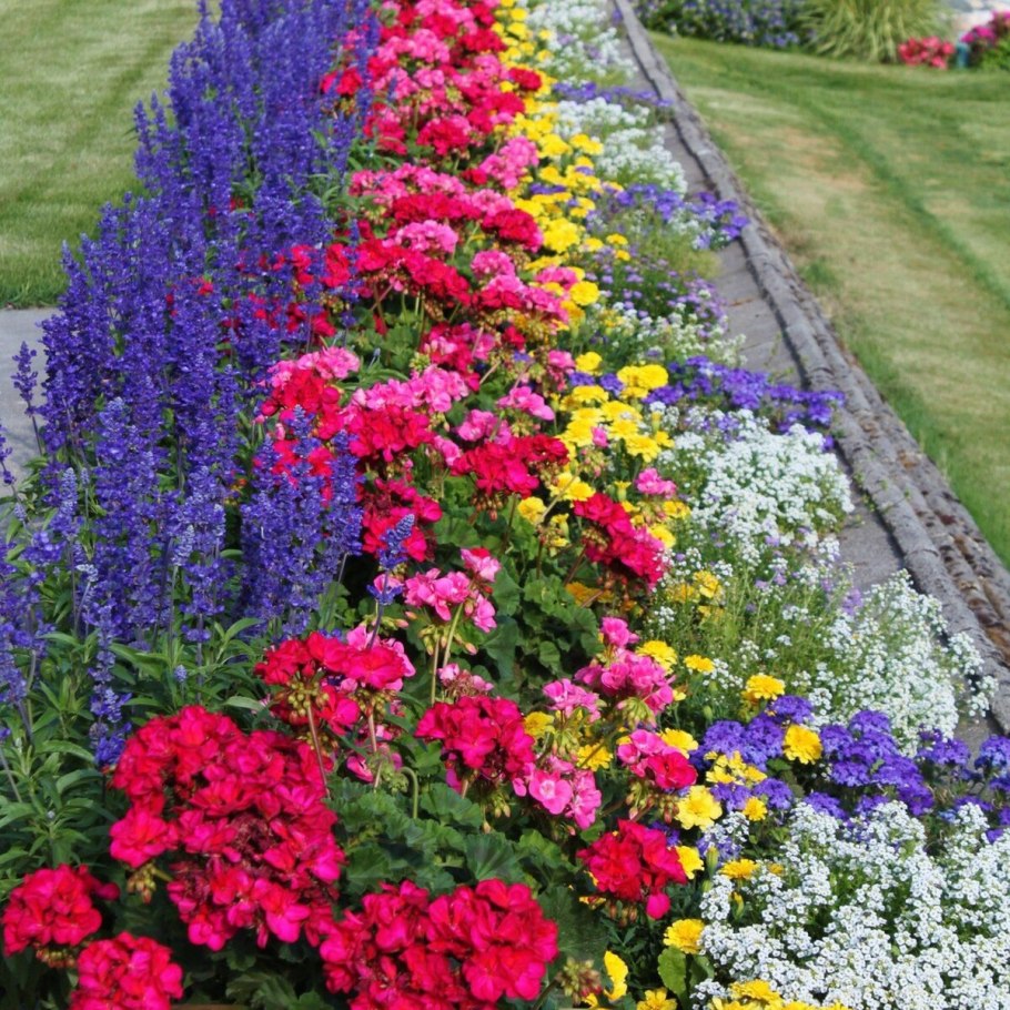 Эшшольция агератум рабатка