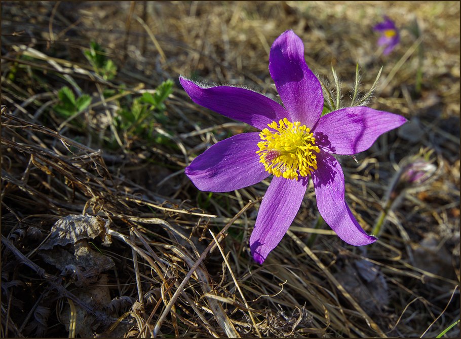 Купальница Алтайская огоньки жарки