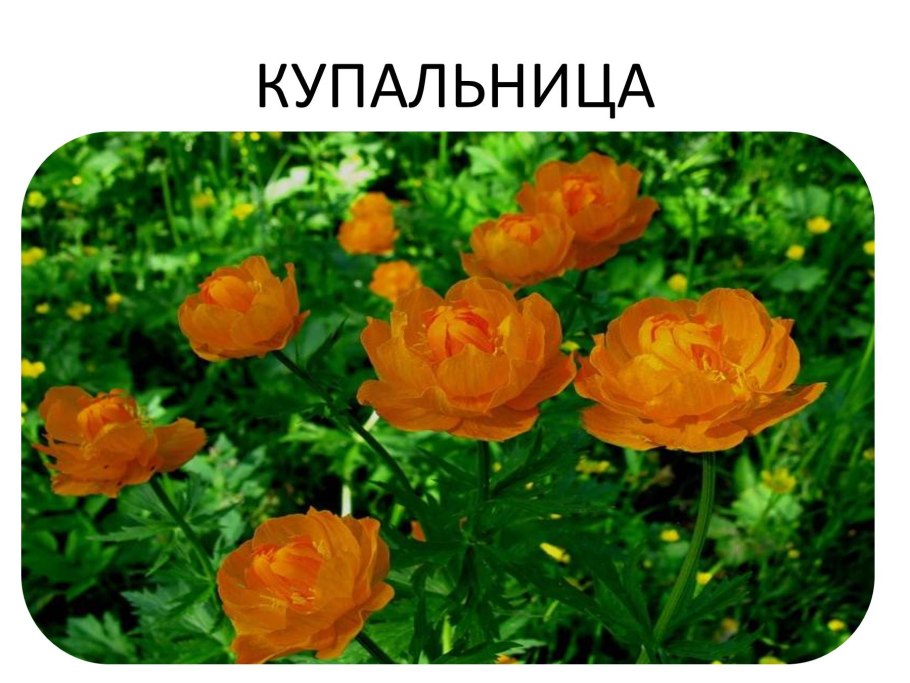 Красные цветы Купальницы