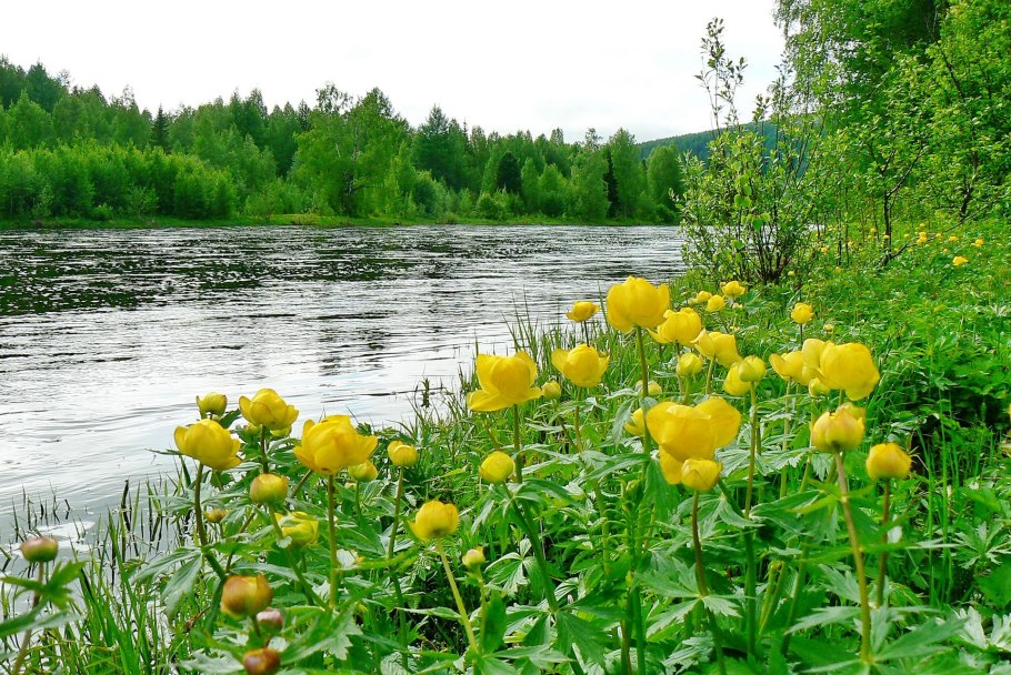 Купальница Алтайская Алтайский заповедник