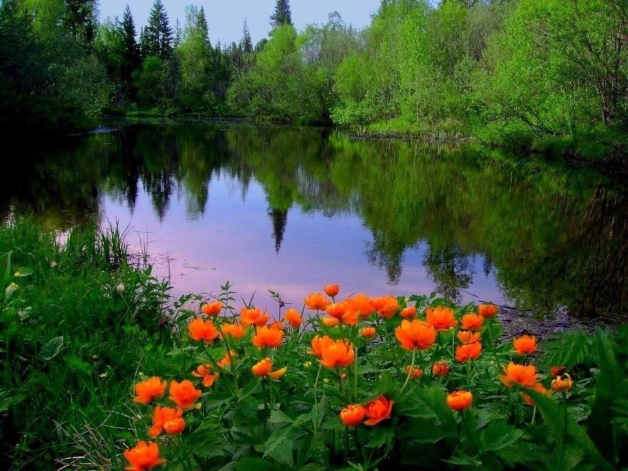 Купальница цветок