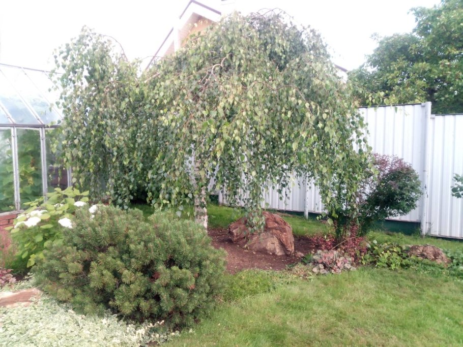 Береза карликовая Betula Nana