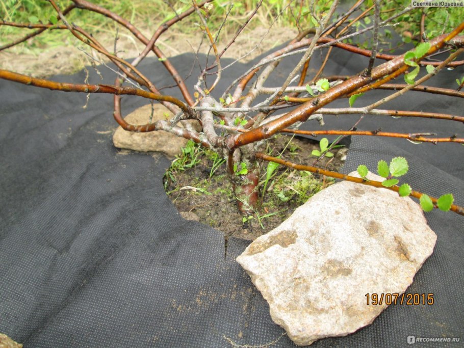 Береза карликовая Betula Nana