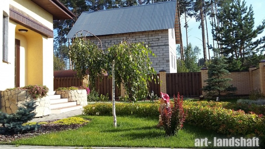 Березы на участке