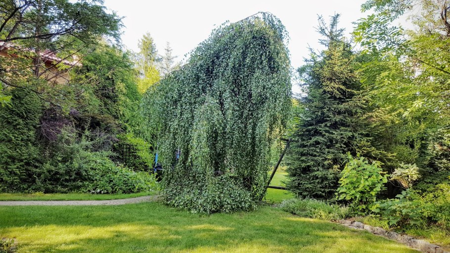 Береза карликовая Betula Nana