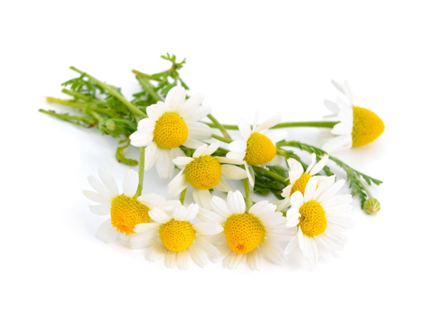 Ромашка лечебная на белом фоне