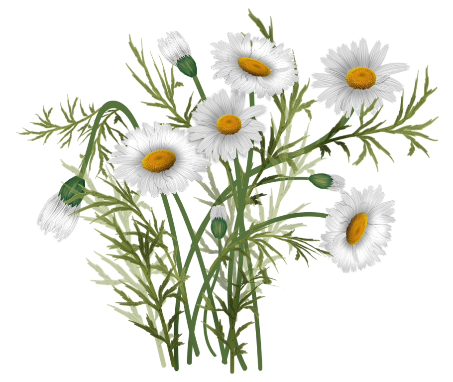 Ромашка на белом фоне