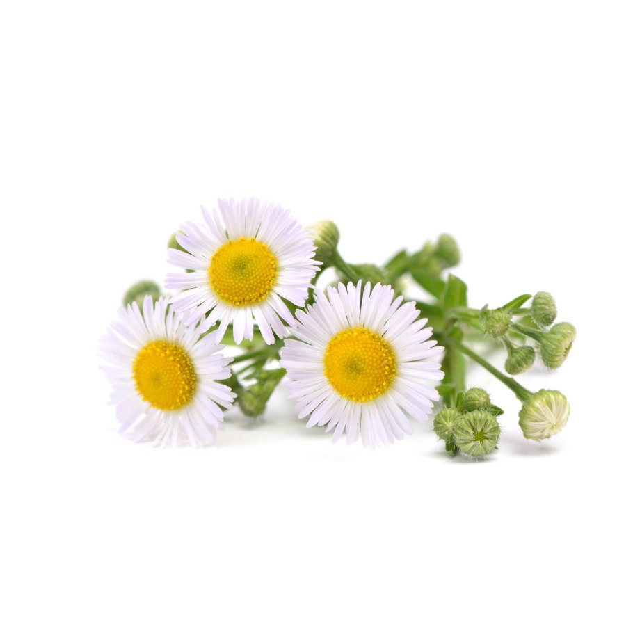 Ромашка экстракт