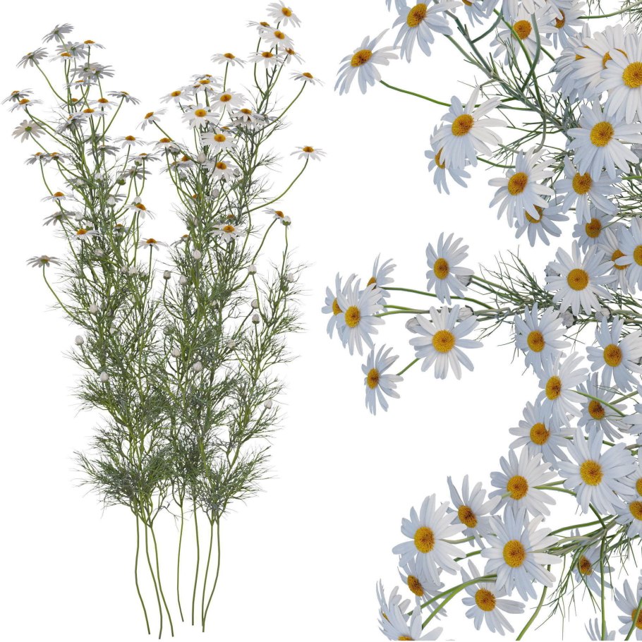 Матрикария ветка