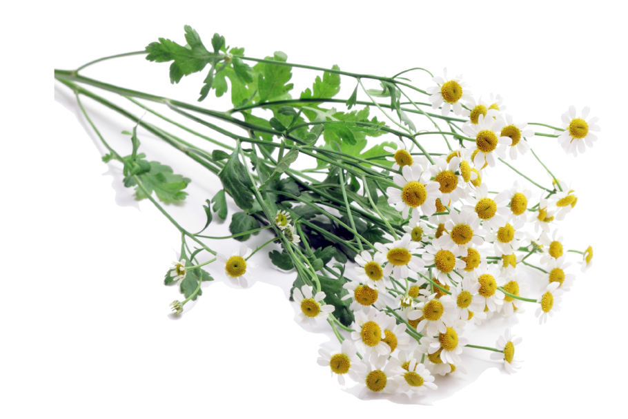 Матрикария ветка