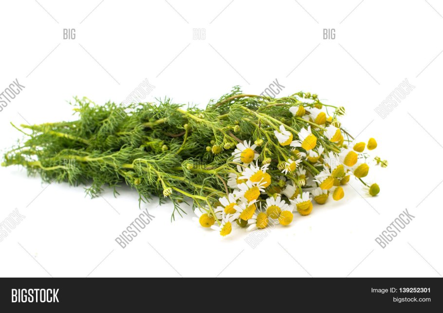 Ромашка аптечная на прозрачном фоне