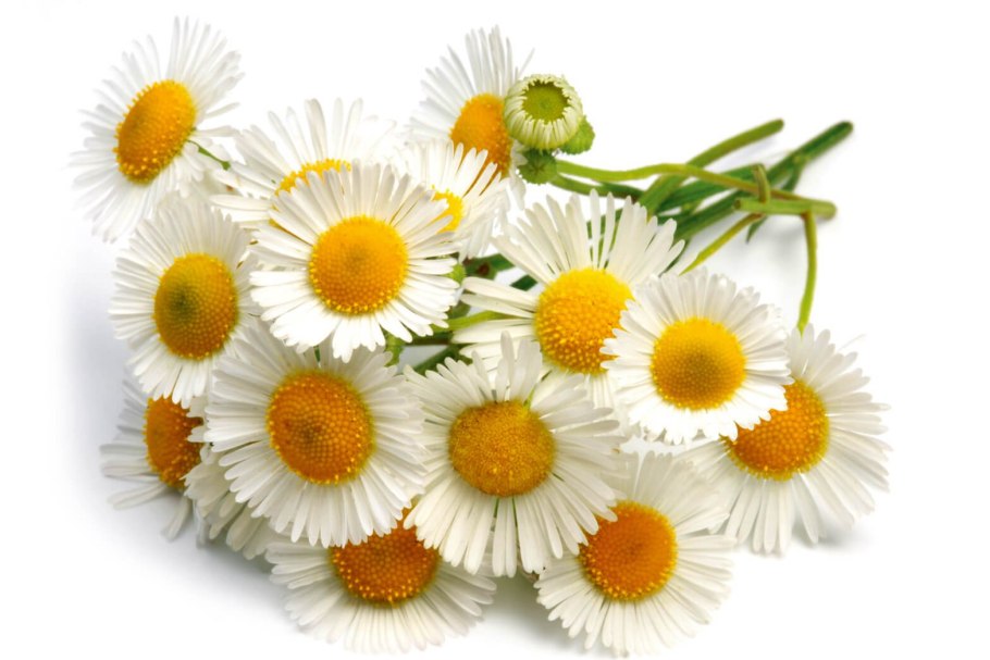 Ромашка аптечная