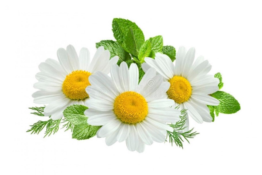 Ромашка аптечная без фона