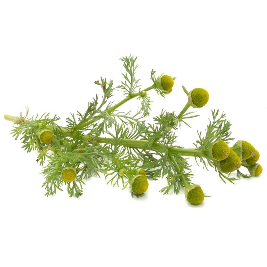 Мята, Мелисса, Ромашка на белом фоне