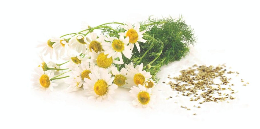 Ромашка аптечная