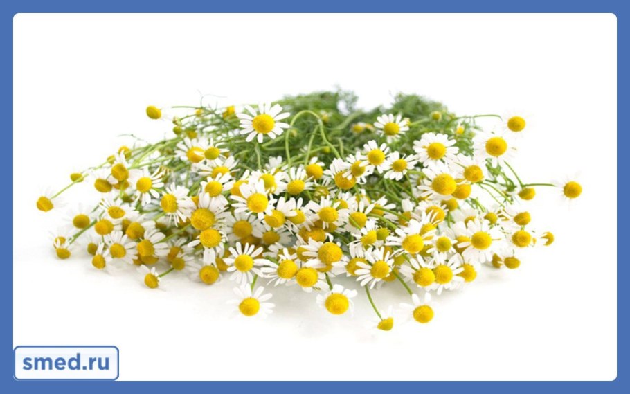 Ромашка аптечная букет