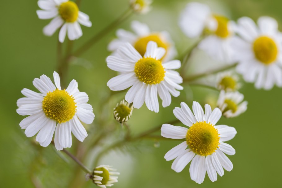 Ромашка макрофото