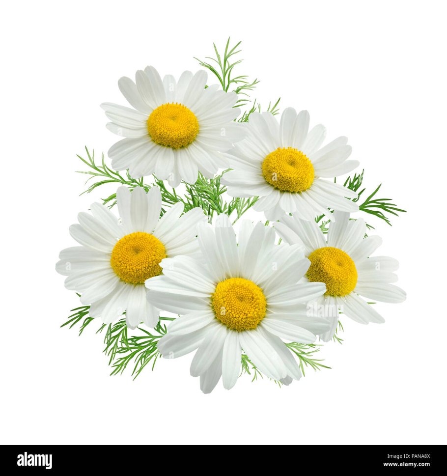 Ромашка цветы