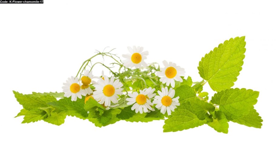 Ромашка пахучая ботаника