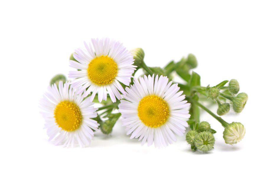 Ромашка лекарственная на белом фоне