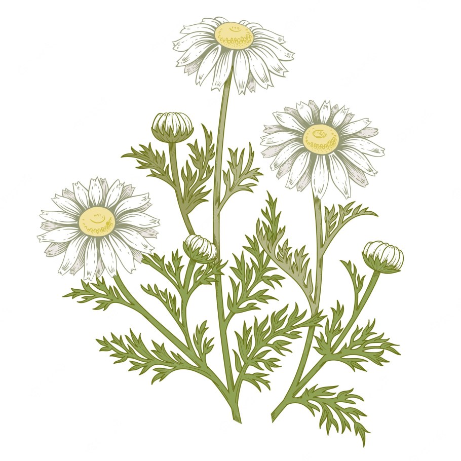 ТЗ матрикария логотип