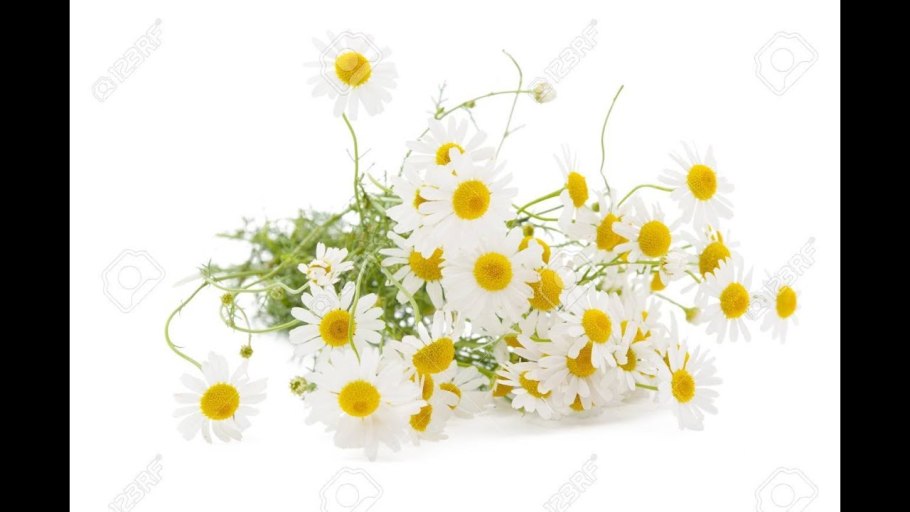 Ромашка лечебная на белом фоне