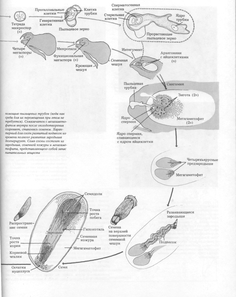 Жизненный цикл на примере сосны обыкновенной