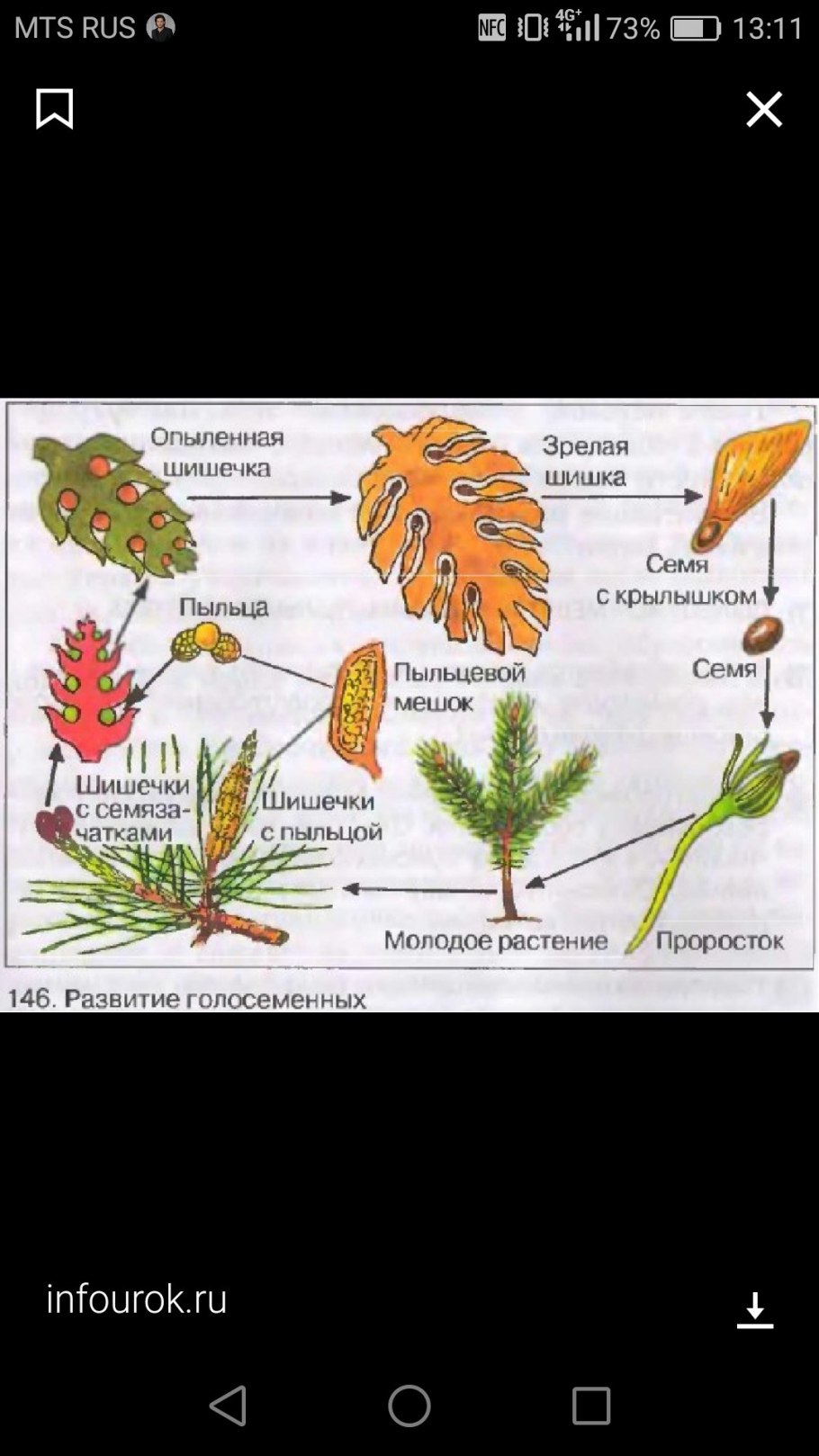 Цикл развития голосеменных схема